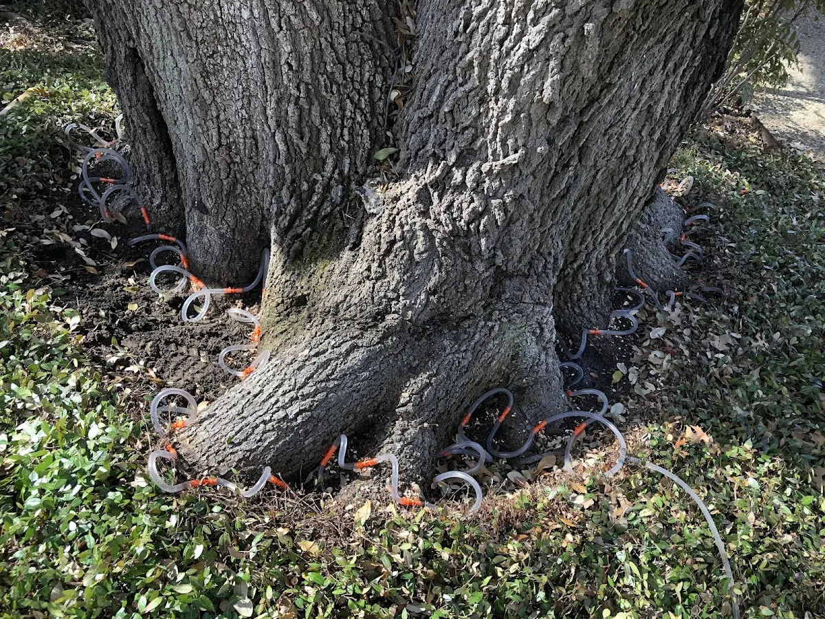 Detailed Tree Cabling and Bracing job site in Muscoda