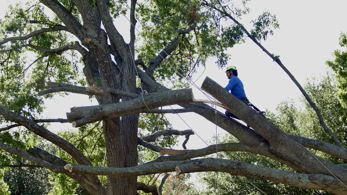 Professional Crown Thinning performed by certified arborists in Muscoda